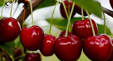 Dünya’nın kirazı Kemalpaşa’dan gidecek