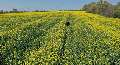 Edirneli çiftçi, azaltılmış toprak işleme yöntemiyle verim kaybı yaşamadan maliyetlerini düşürdü 
