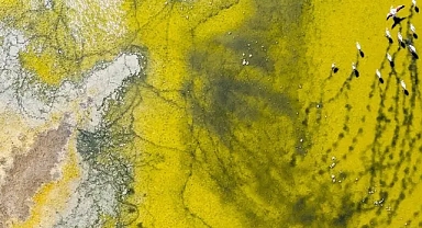 Ekolojik kriz nedeniyle göçmen kuşların rotaları ve göç zamanları değişiyor