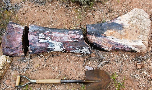 En büyük dinozor türlerinden biri keşfedildi