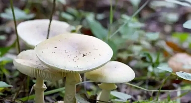En çok zehirlenmeye yol açan mantar cinsi! İstanbul’da da yaygın görülüyor