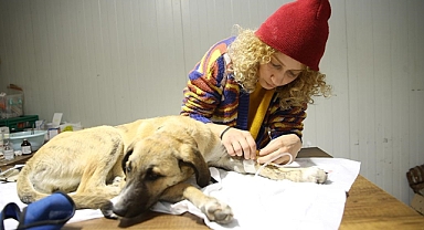 Enkazdan çıkarılan veteriner, gönüllü olarak hayvanları tedavi ediyor