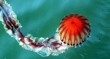 Erdek ve Kapıdağ yarım adası kıyılarında pusula denizanası uyarısı