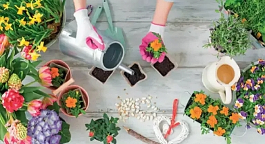 Evdeki Negatif Enerjiyi Yok Eden ve Evin Çok Daha Güzel Kokmasını Sağlayan Salon Bitkileri