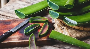 Evinde aloe vera bitkisi olanlara müjde! O hastalığı kökünden kurutuyor