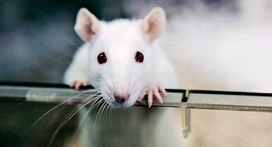 Farelerin düşüncelerini okuyabilen algoritma geliştirildi