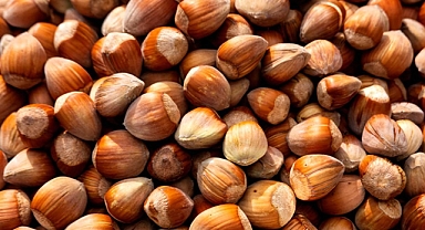 Fındığın hiç bilinmeyen bir zararları