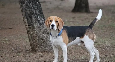 Fransa'da yüksek enflasyon sokaklara bırakılan evcil hayvan sayısını artırdı