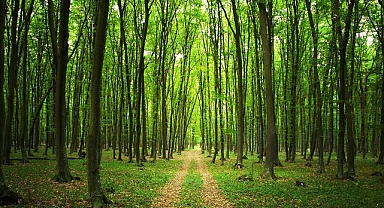 Gabon, tropikal Afrika Ormanları'nı koruma çabalarının görülmesini istiyor