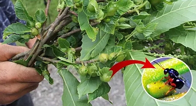 Gal arısına karşı ‘terminatör’ böcekler ormanlara salındı