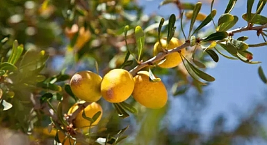 Gece süren sabah genç uyanıyor! Yaşlanma izlerine kesin çözüm, derin kırışıklıkları açıyor
