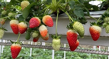 Giresun'da çilek üretimi fındıktan sonra gelir kaynağı haline geldi