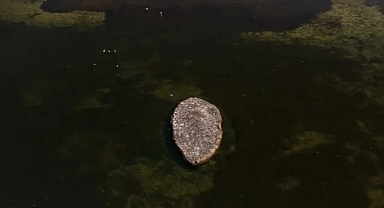 Göçmen kuşlar için midye kabuklarından adacık yaptılar 