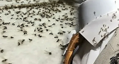 Hatay'da sinek sayısında artış