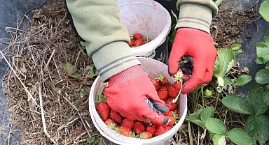 Hataylı çiftçiler çileğin hasadına başladı