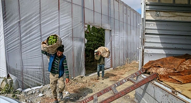 Hataylı çiftçiler deprem nedeniyle tarlada kalan ürünlerini topluyor