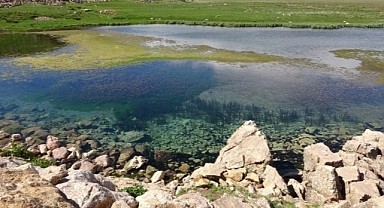 Havalar ısındı o ilimizde yılanlar ortaya çıktı: Brezilya’nın Yılan Adası’nı aratmıyor!