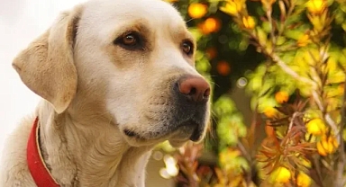 Hera trüfü çıkaracak, yoksul öğrenciler okuyacak