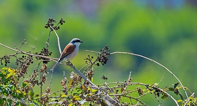 Hevsel Bahçeleri’nde kuş türü sayısı 200’ü geçti