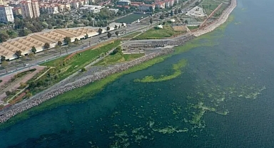 İzmir Körfezi'nde deniz yosunu yayılımı sürüyor