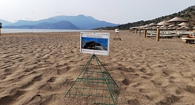 İztuzu kumsalında caretta caretta yuvası sayısında artış bekleniyor 