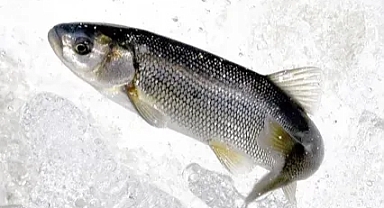 Kaçak avlanan 12 ton inci kefali ele geçirildi