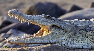 Kamboçya’da çiftlik sahibi yetiştirdiği 40 timsaha yem oldu