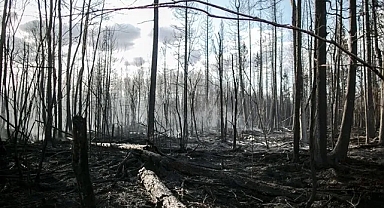 Kanada'da orman yangınları nedeniyle binlerce kişi tahliye edildi