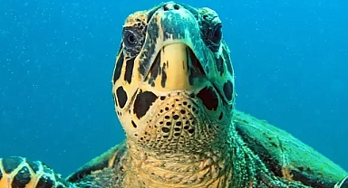 Kaplumbağa hakları: Panama, kirlilik ve kaçak avlanmaya karşı koruma sağlayan yasayı kabul etti