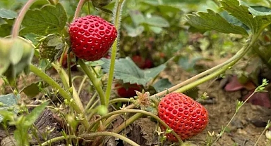 Karadeniz Ereğli'de Osmanlı çileğinin hasadı başladı