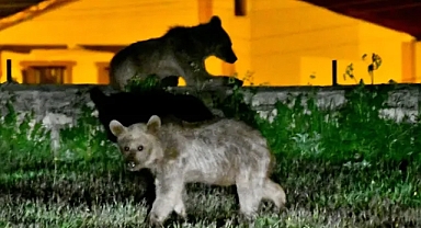Kars'ta Bozayı Kardeşler Mahalleye İnip Karınlarını Doyurdu