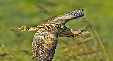 Kastamonu'da nesli tehlike altında olan Balaban kuşu bulundu