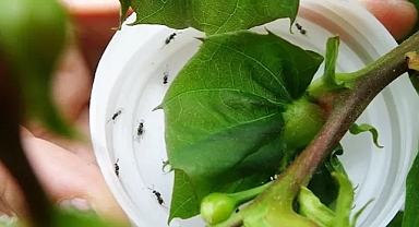 Katil arılara karşı mücadele