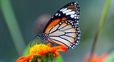 Kelebekler eskiden tırtıl olduklarını hatırlıyorlar mı?