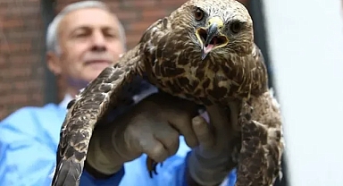 Kemik nakli olan ‘Garip’ doğaya salındı