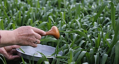 Kırklareli'nde Hıdırellez'de çiy damlası katılan sütle yoğurt mayalama geleneği yaşatılıyor