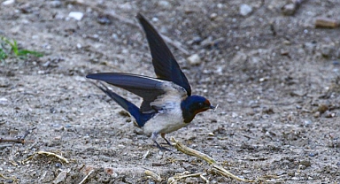 Kızılırmak Deltası’nda 175 türden 165 bin kuş halkalandı