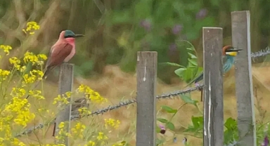 Kızılırmak Deltası’nda görüldü, Türkiye’nin 500’üncü kuş türü oldu