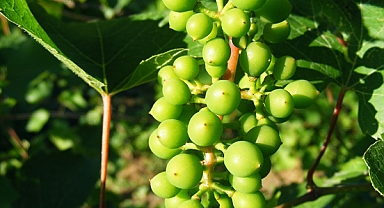 Koruk nedir, koruk suyu veya ekşisi nasıl yapılır?