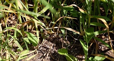 Kurak bölgelerde daha sık uygulanıyor: Azaltılmış toprak işleme yöntemi