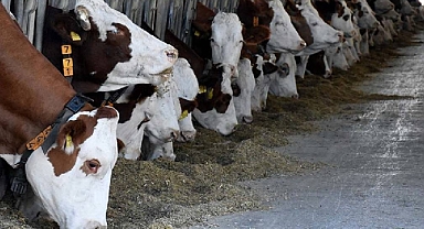 Kurban bayramı ne zaman? Kurban bayramı tatili kaç gün?