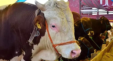 Kurbanlık fiyatları uçtu; fiyatlara yüzde 150 zam geldi!