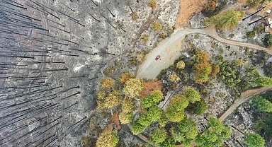 Küresel ısınma nedeniyle 