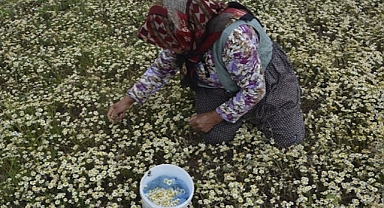 Manisa yaylalarında papatya mesaisi başladı