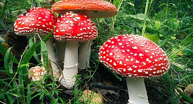 Mantarların kendi aralarında 