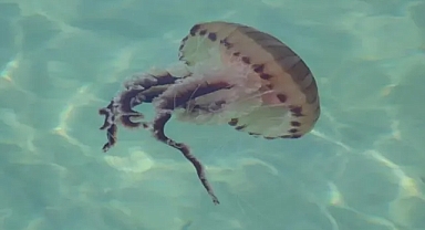 Marmara Denizi’nde tehlike