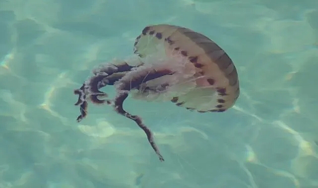 Marmara Denizi’nde tehlike