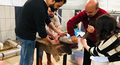 Mersin Balığı Gelecek Nesillere Aktarılmaya Çalışılıyor