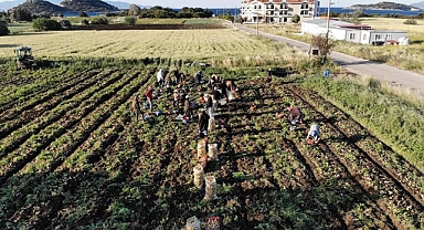Muğla'da turfanda patatesin hasadına başlandı