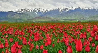 Muş Ovası, lalelerle kırmızıya büründü